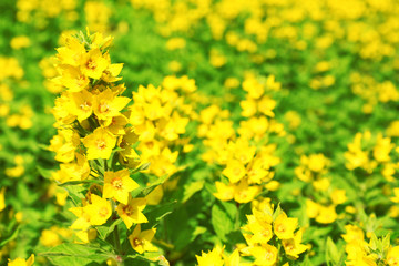 Yellow flowers, closeup