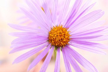 Fototapeta premium Beautiful violet daisy, close up
