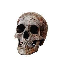 Human skull on isolated white background. 3d illustration