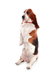 Basset hound dog on white background