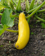 Yellow summer squash growing on a bush plant