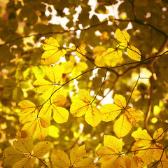 Fototapeta na wymiar Beautiful sunny autumn season gold colored beech leaves background. 