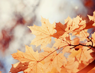 Naklejka na ściany i meble Autumn maple leaves on a branch