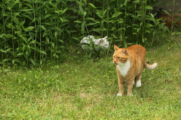 rudy i biały kot w ogrodzie - obrazy, fototapety, plakaty