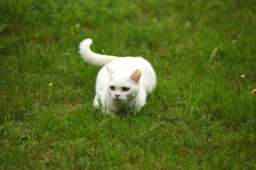 biały kot brytyjski na trawie - obrazy, fototapety, plakaty