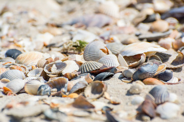 Shells on the beach.