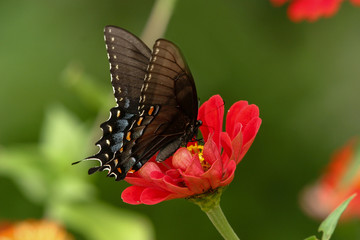 Swallow Tail Butterfly