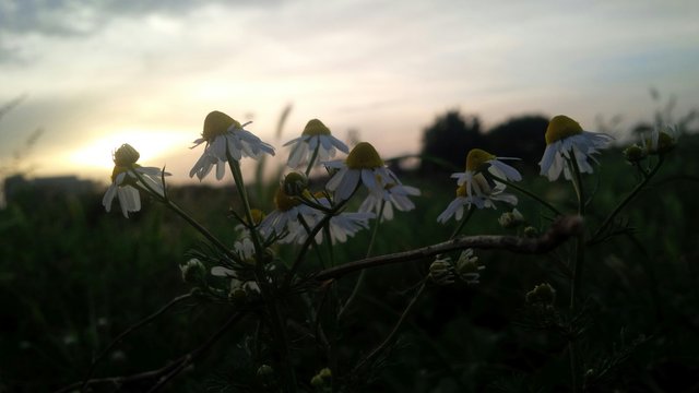 margherite che si chiudono