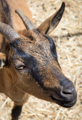 Молодая критская коза на пастбище