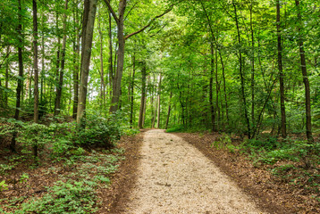Fototapeta na wymiar View of an forest track