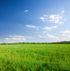 Fototapeta premium Green field with flowers under blue cloudy sky