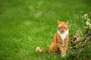 rudy kot w ogrodzie - obrazy, fototapety, plakaty