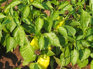 Obraz premium Выращивание сладкого болгарского перца в огороде