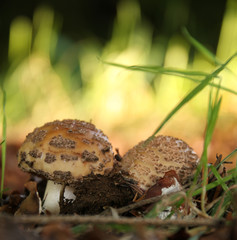 Mushroom Amanita Rubescens