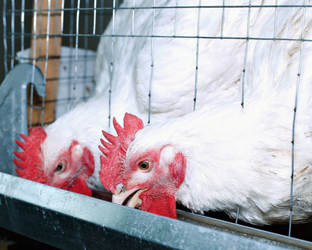 Broiler chickens eating combined feed in the cage