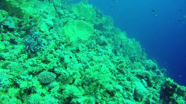 Underwater scene diving in corals with fishes in Red Sea. Dahab. Egypt. 4k video