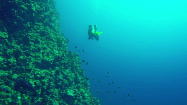 Underwater scene Diver diving between fishes near big coral rock in Red Sea. Background with copyspace. Dahab. Egypt. Target camera. 4k video