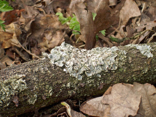 Log with lichen