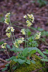 Oxlip
