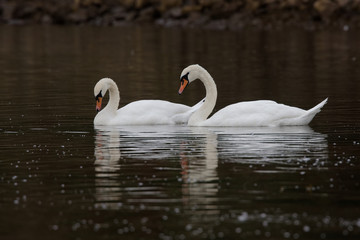 Mute Swan, cygnus olor