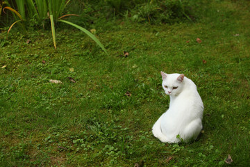 biały kotek w trawie
