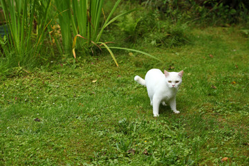 biały kot na trawie © agarianna