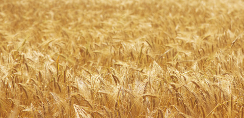 barley field background