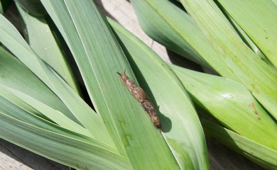 Slug pest on dirty organic leeks - fresh vegetables from the garden.