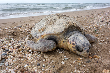 Dead sea turtle