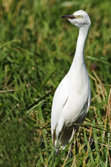 Juvenile Cattle Egret