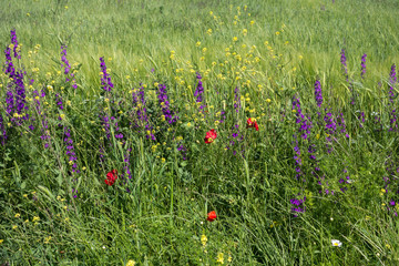 Field of grass in Greece
