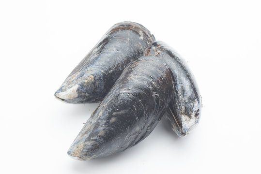 isolated raw mussel