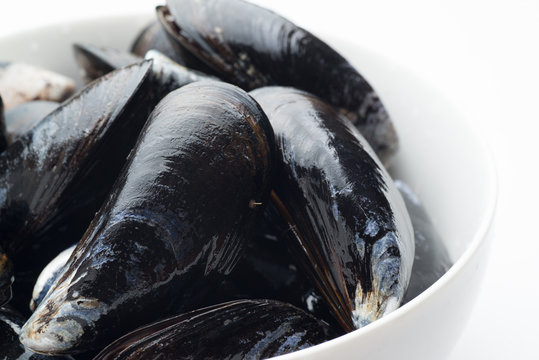 isolated raw mussel