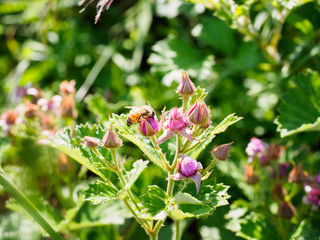 raspberry flowers