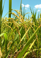 Obraz premium Green rice farm at the countryside in the shiny-day.