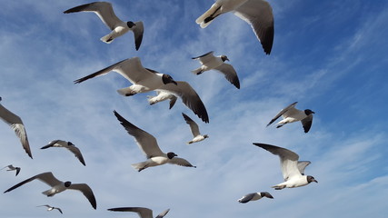 Flock of seagulls