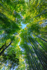 Forêt de bambous au Japon, Arashiyama