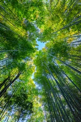 Fotobehang Bamboe Bamboebos in Japan, Arashiyama