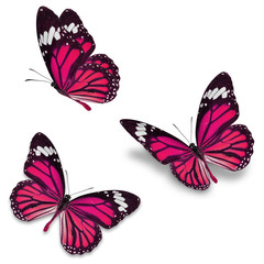 papillon monarque rose