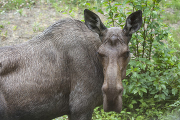 Fototapeta premium Portrait of a moose