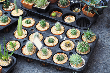 small cactus plant in pot