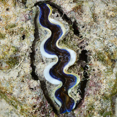 giant clam