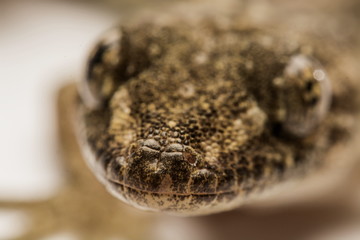 Fototapeta premium Close up, the house lizard, Thailand.