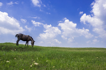 Fototapeta na wymiar grassland landscape with grazing horse