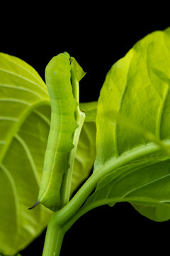 Privet Hawk Moth Caterpillar on the lettuce tree leaf