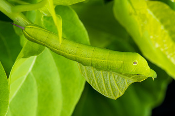 Privet Hawk Moth Caterpillar on the lettuce tree leaf