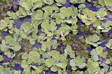 Water cabbage or water lettuce