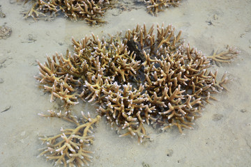 Corals