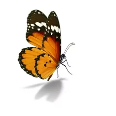 Papier Peint photo Lavable Papillon Beau papillon monarque isolé sur fond blanc