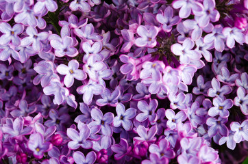 Branch with fresh blooming spring lilac flowers, on wooden background